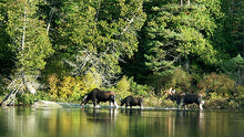 3 Day All Inclusive, Algonquin Park Interior Wilderness Canoe Trips Guided By ORCKA Certified Instructors /Guides